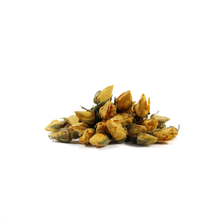 yellow rose bud botanica zuta ruza zacin.jpg