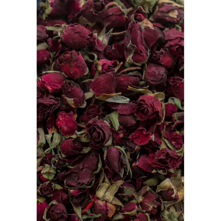 red persian rose.jpg